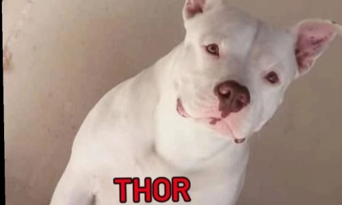 Família procura por Thor, cão desaparecido na região do Acesso Oeste, em Resende